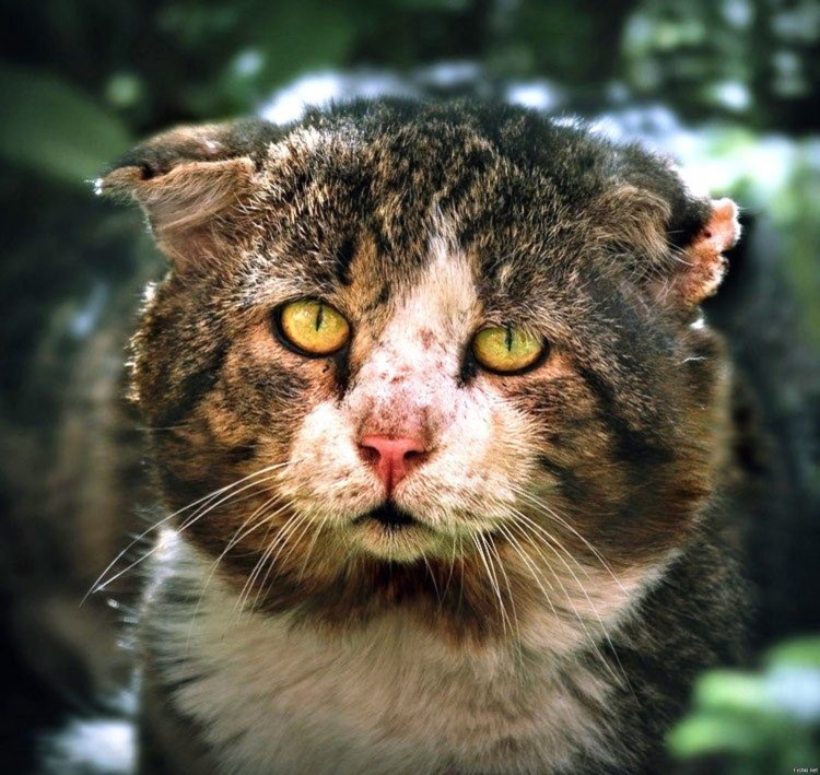 Уродливый кот