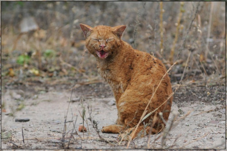 Рыжий грязный Бездомный кот
