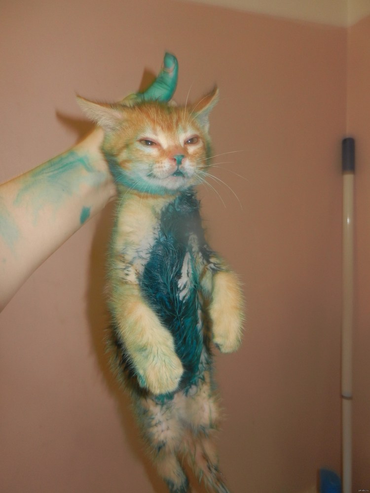 Кот грязь Невада