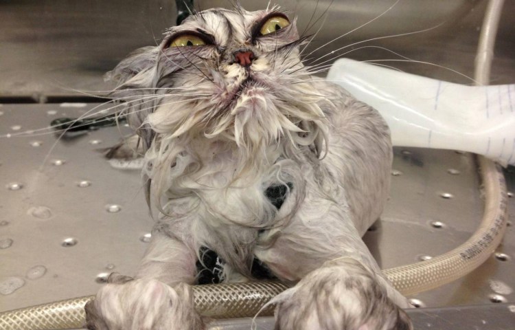 Туалетная бумага с котиками