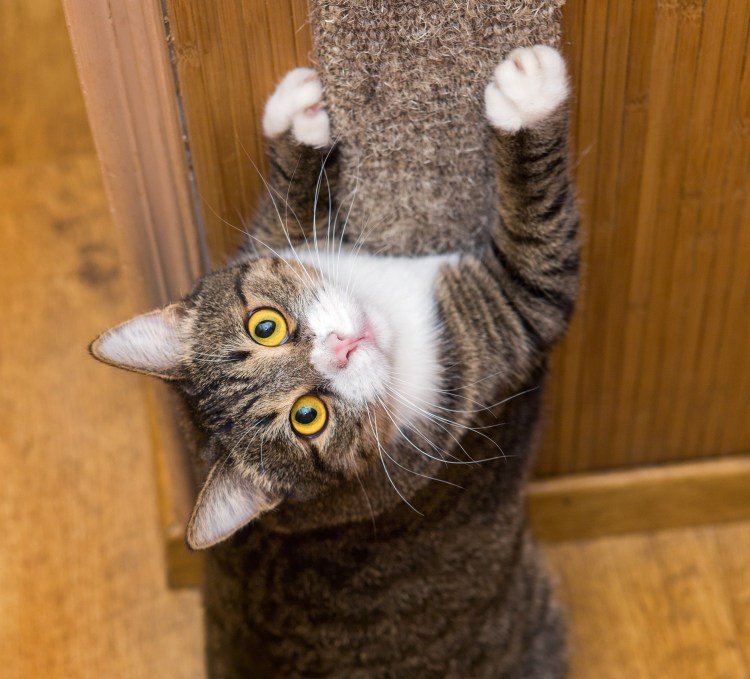 Мокрый котенок