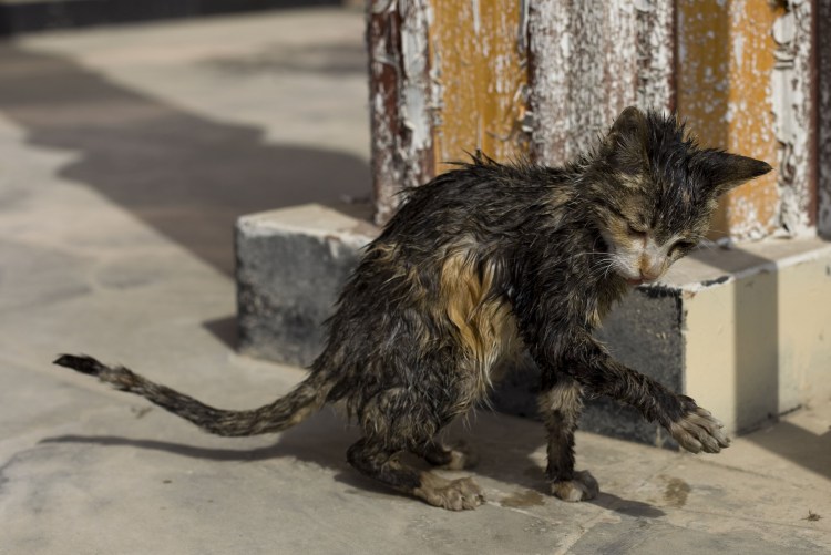 Игорь Мазунин уродливый кот