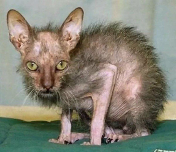 Потрепанный кот