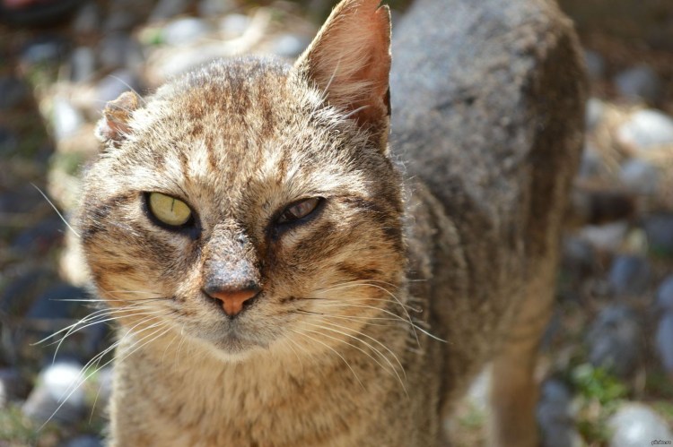 Уличный боевой кот