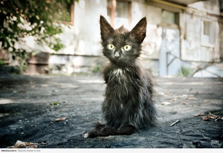 Облезлый котенок