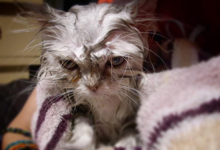 Суровые уличные коты