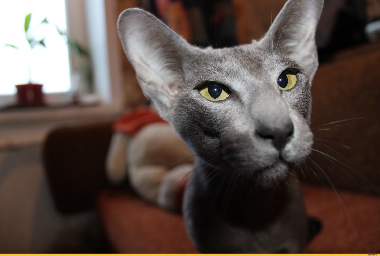 Восточная Ориентальная кошка