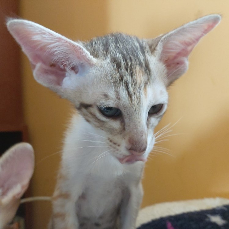 Ориентальная короткошерстная