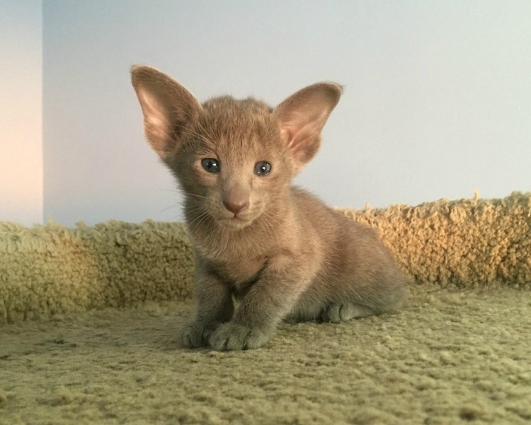 Коты ориенталы