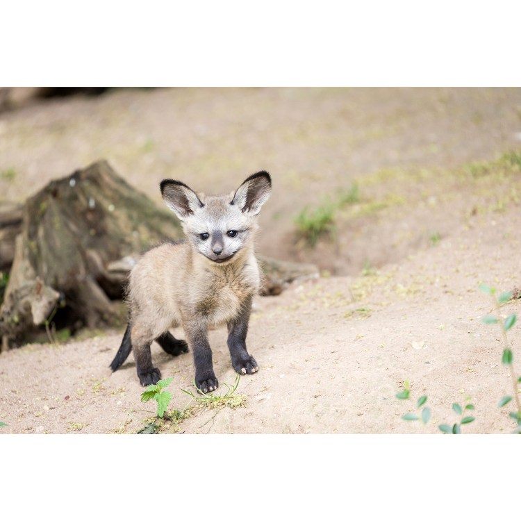 Лисички фенек