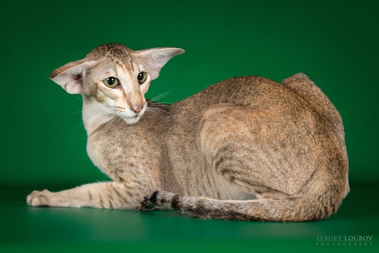 Кот грузин порода Ориентал