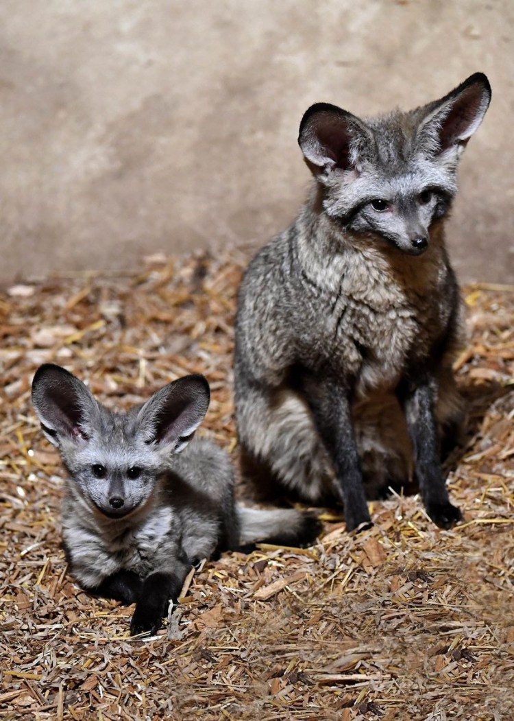 Коты ориенталы