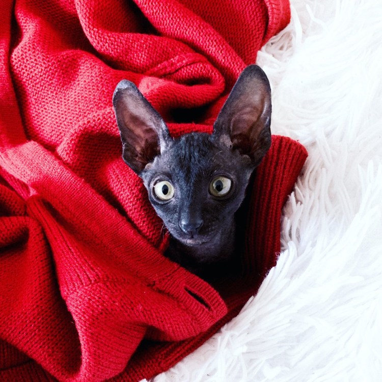 Ориентальная кошка котята