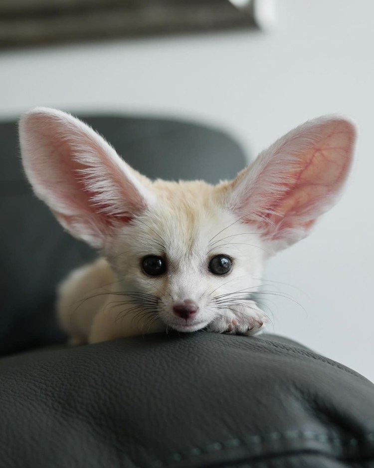 Кот Ориентал и абрикос