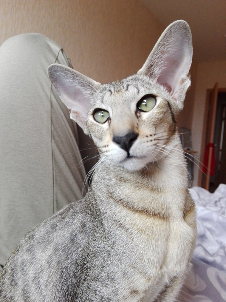 Ориентальная кошка