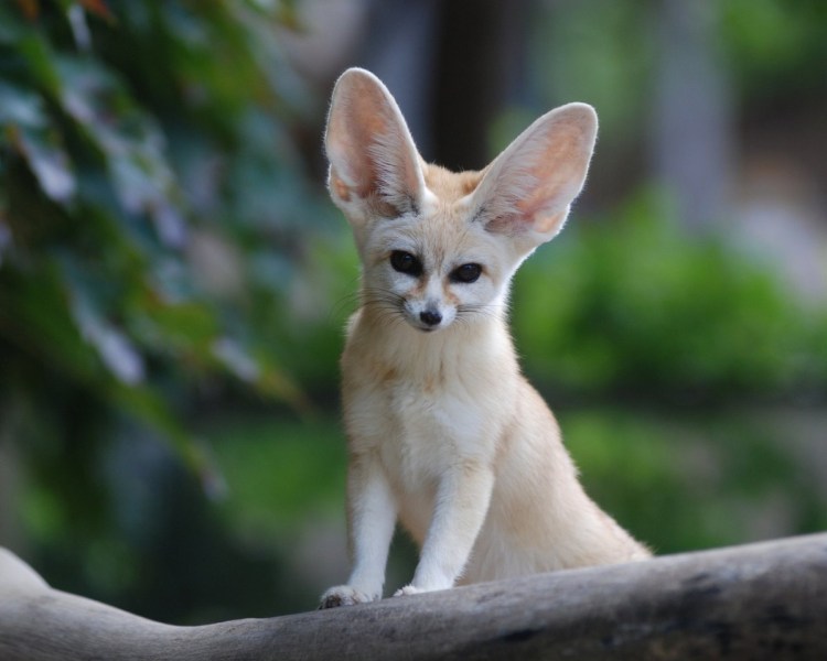 Большеухие кошки порода