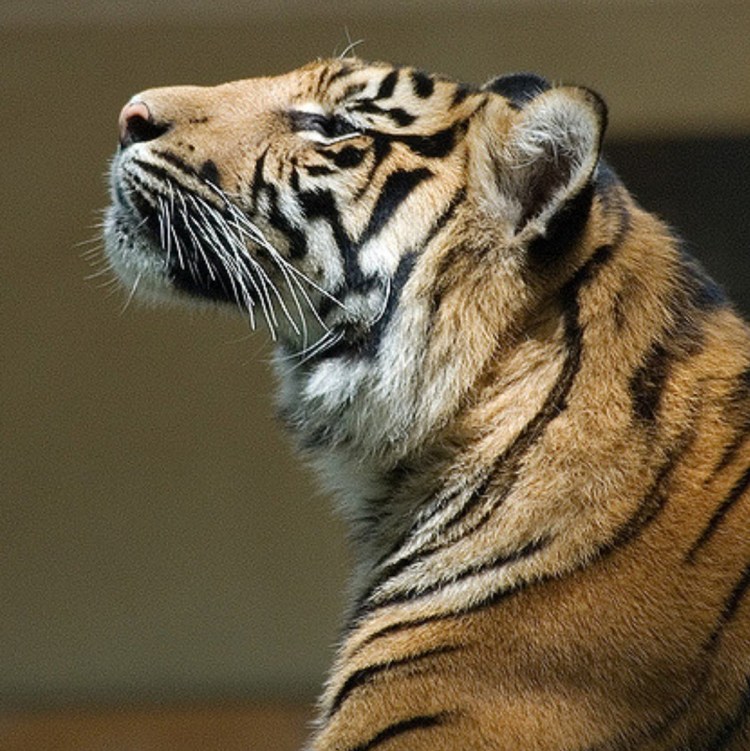 Амурский тигр сбоку