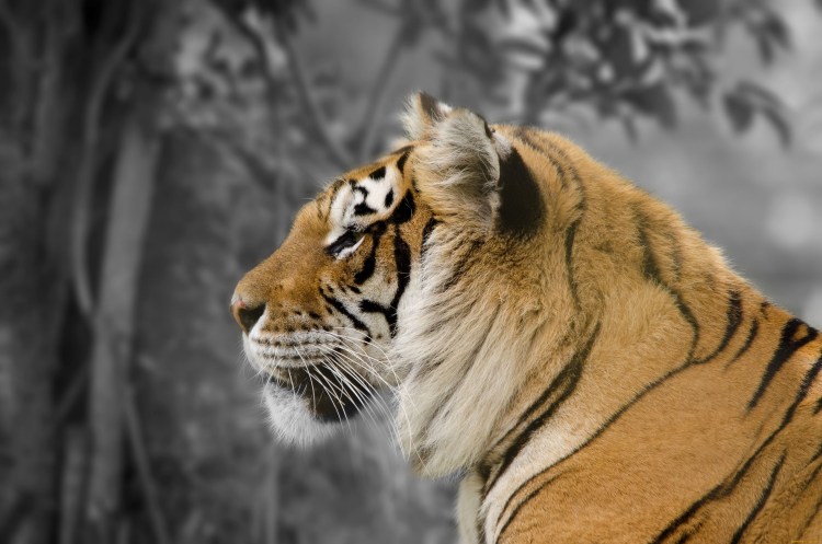 Лицо тигра в профиль