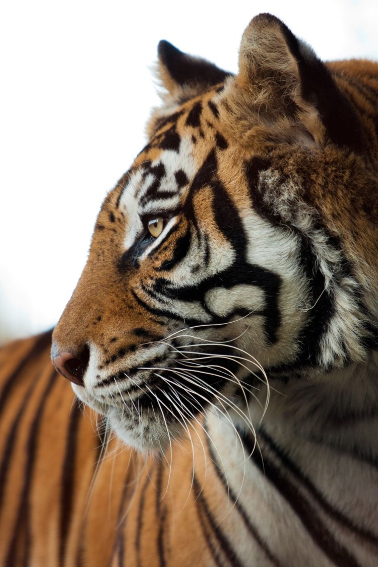 Профиль Амурского тигра