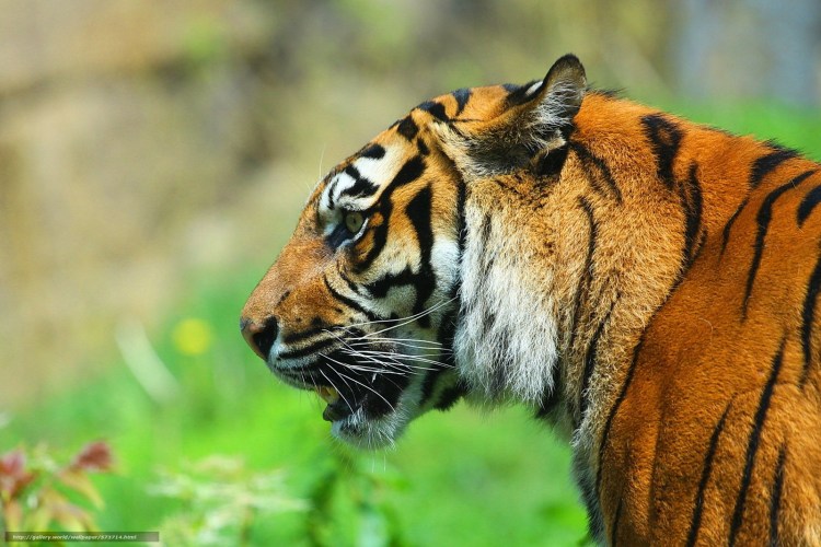 Голова тигра в профиль