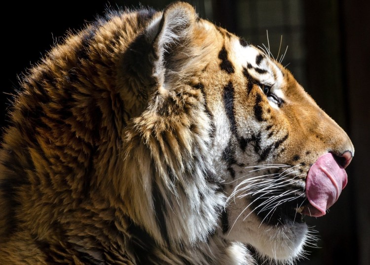 Тигр морда крупно