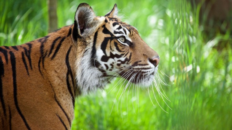 Тигр идет сбоку