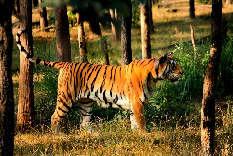 Амурский Тайгер