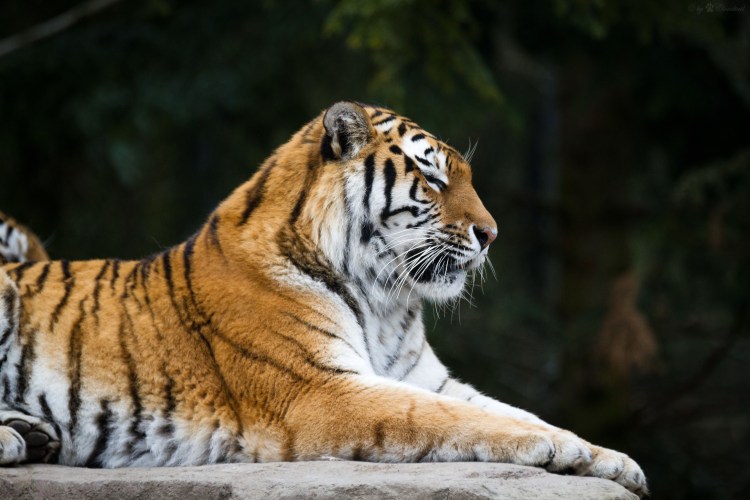 Амурский тигр в профиль