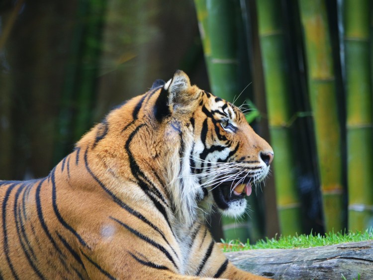 Морда тигра в профиль