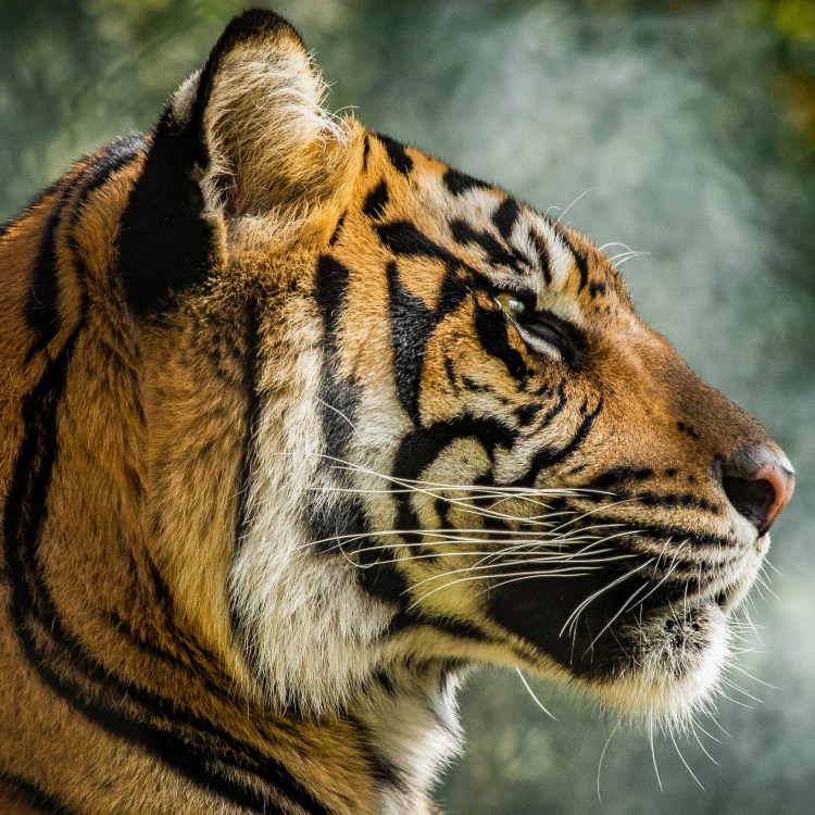 Тайгер тигр