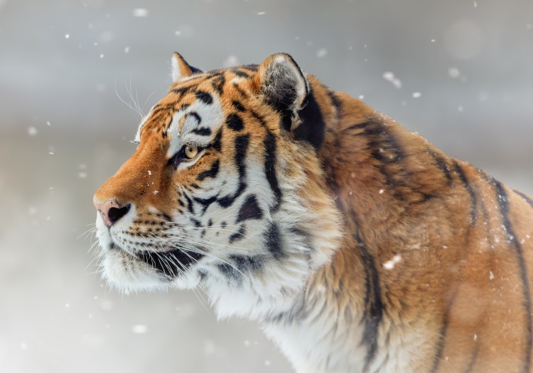 Морда тигра сбоку