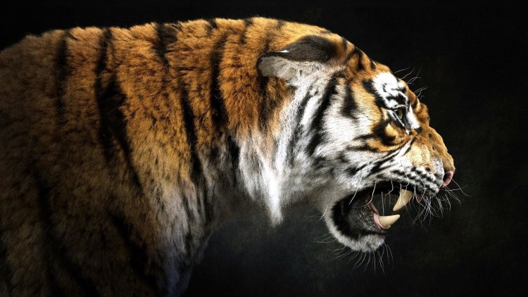 Амурский тигр морда профиль