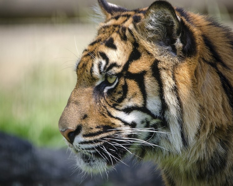 Морда тигра в профиль