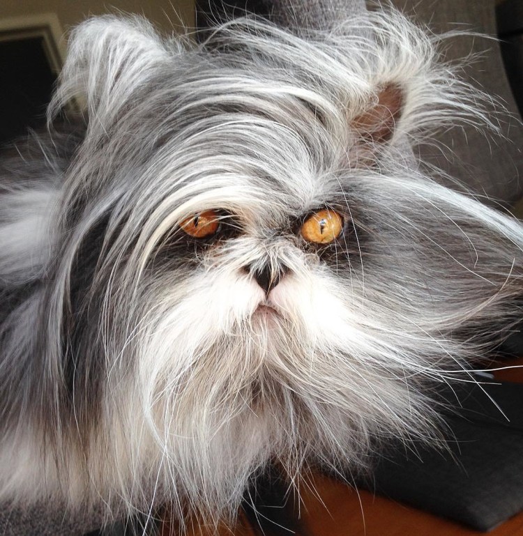 Кот Атчум порода