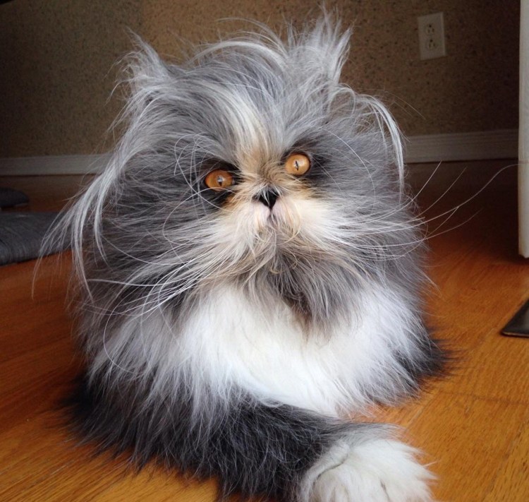 Атчум персидский