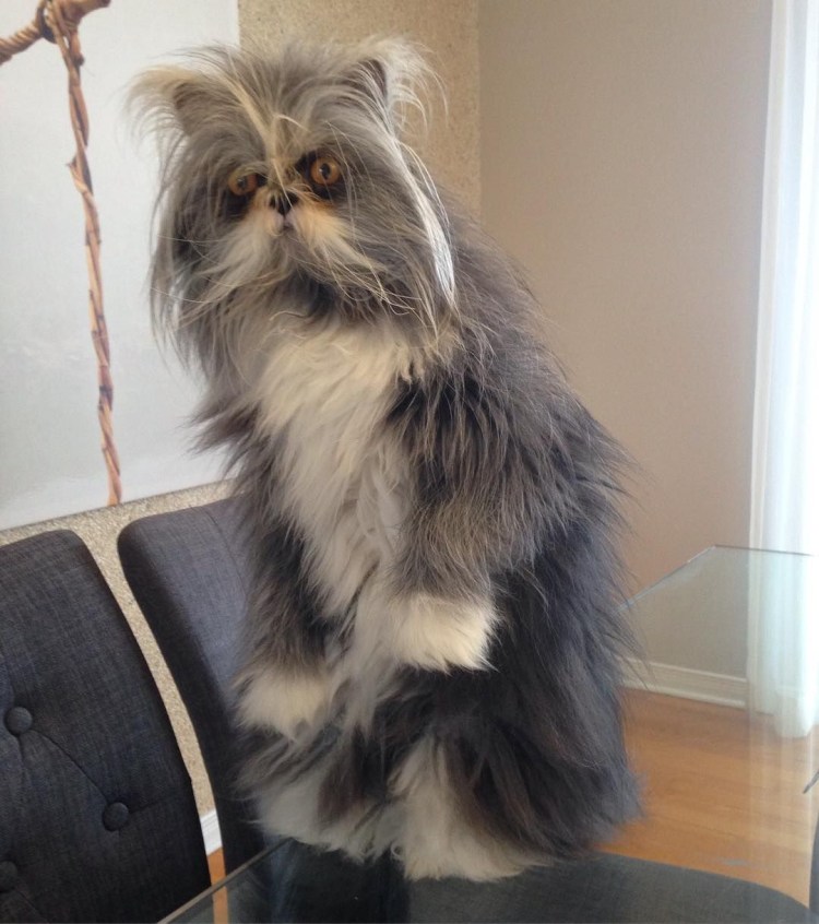 Лохматая кошка