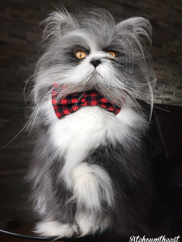 Атчум персидский кот