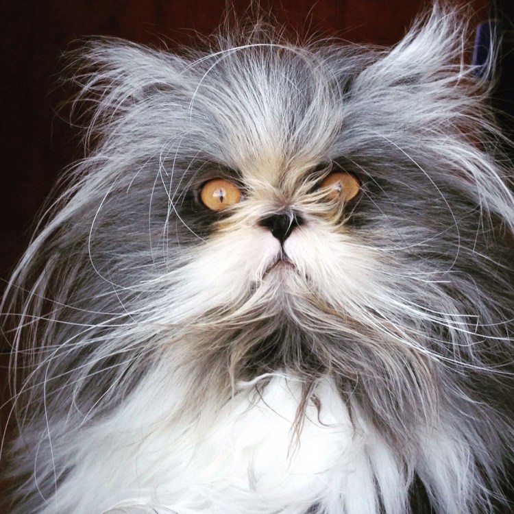 Кот Чихун порода