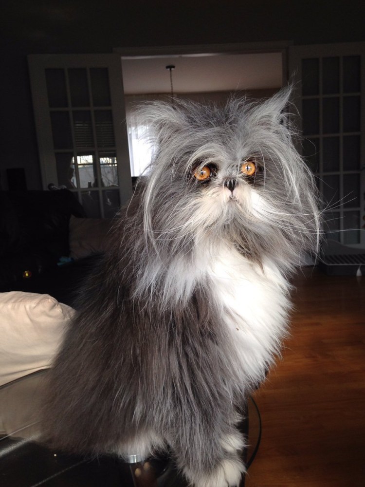 Лохматый кот Чихун