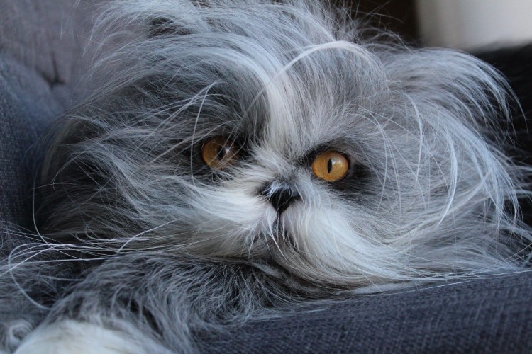 Канадский кот Атчум порода