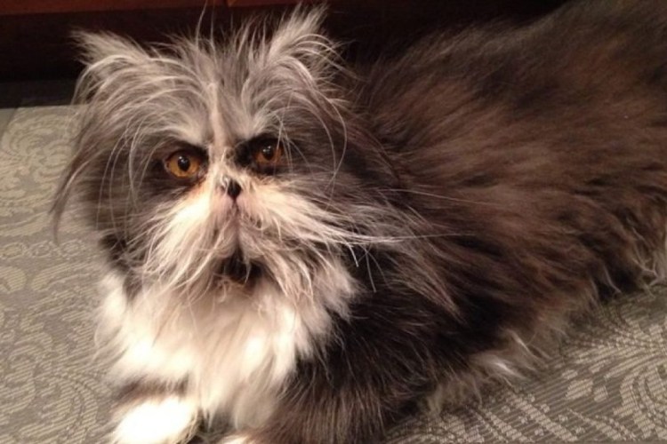 Канадский кот Атчум