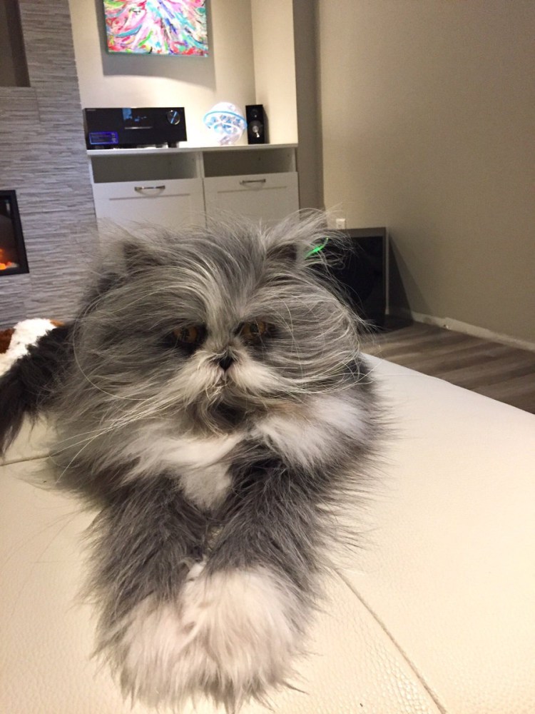 Порода кошек Чихун