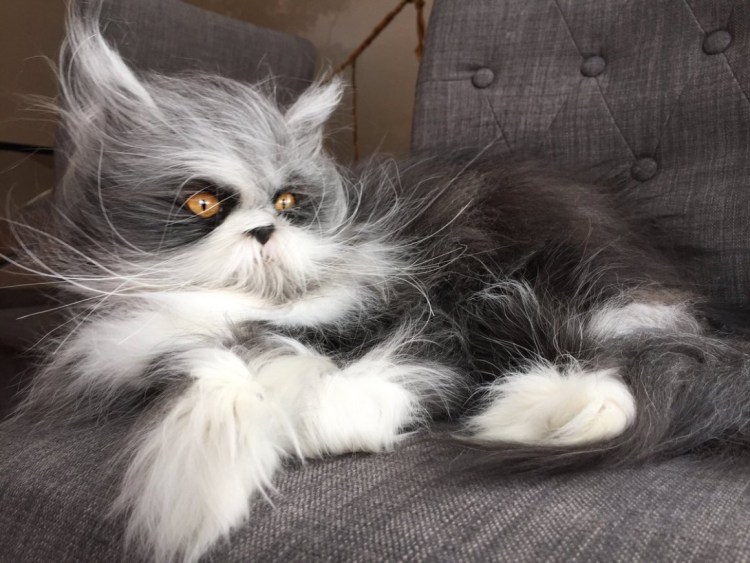 Атчум порода