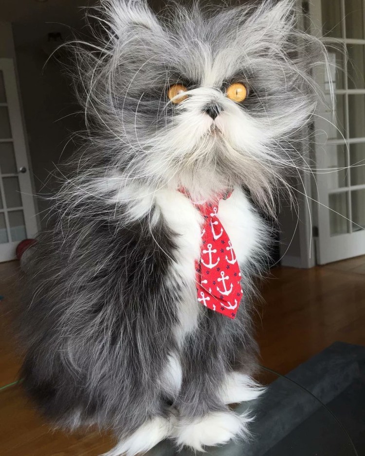 Канадский кот Атчум