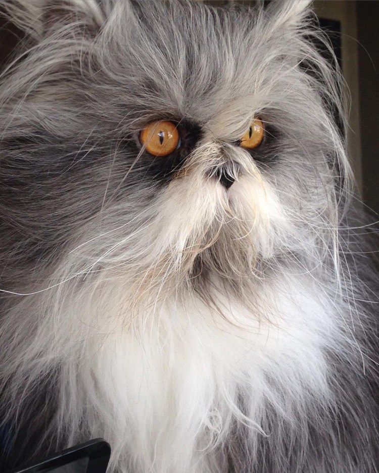 Канадский кот Атчум