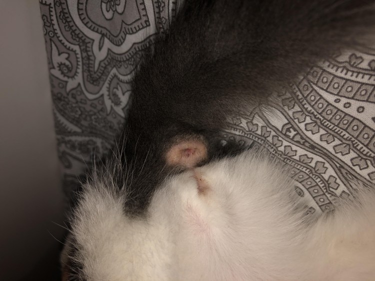 Выпадение прямой кишки у котят фото