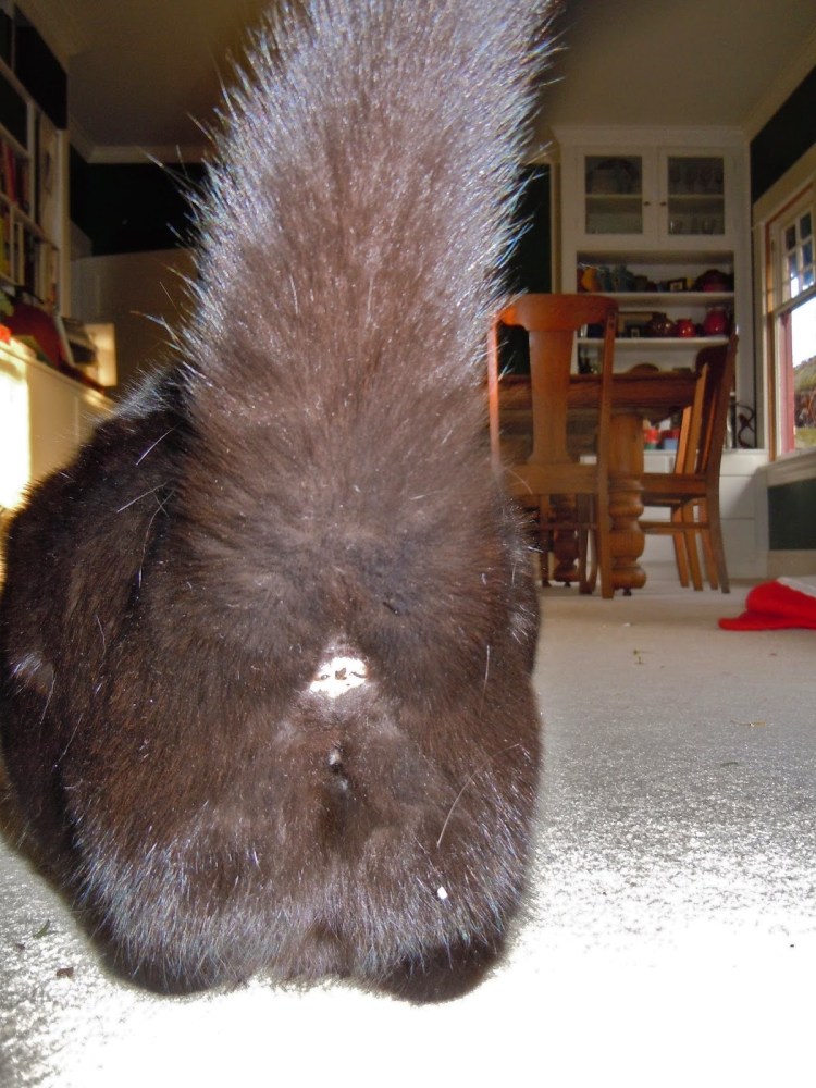 Клизма собаке при запоре в домашних