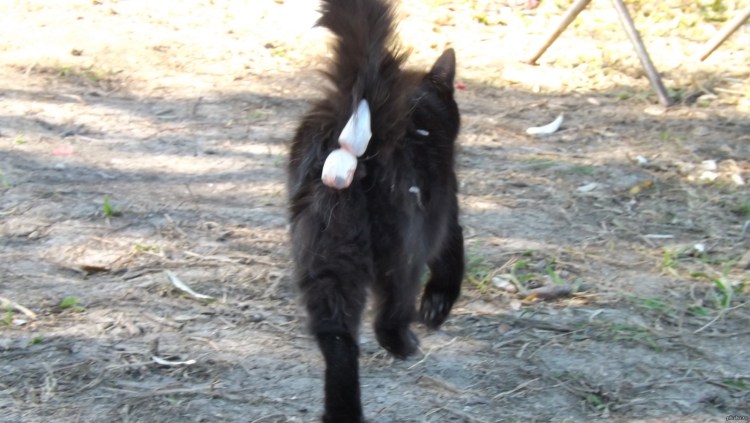 Новообразования у кошек