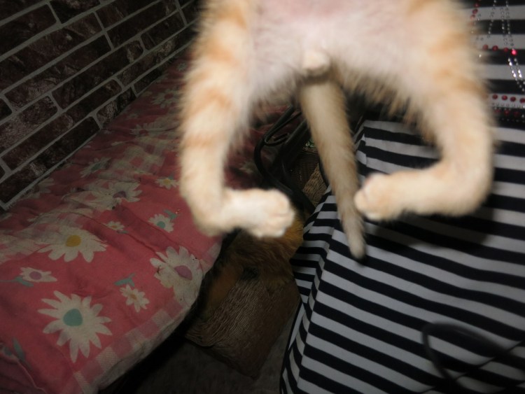 Кошачий лишай микроспория