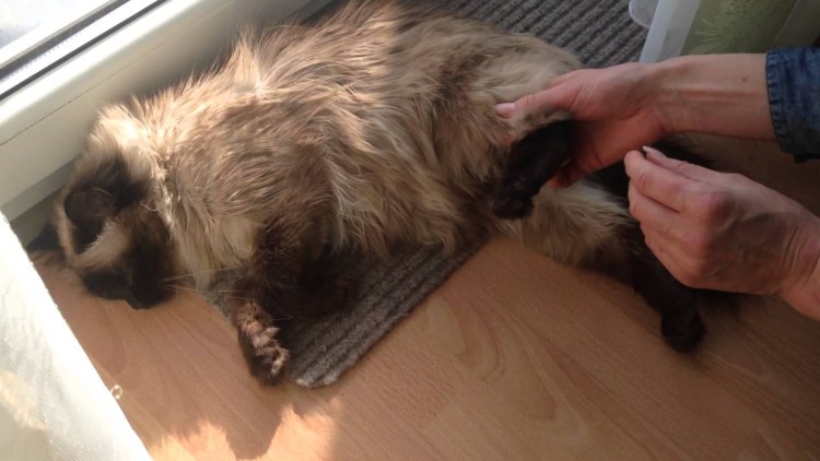 Глистная инвазия у котят